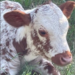 Meet your Posher, Roberta